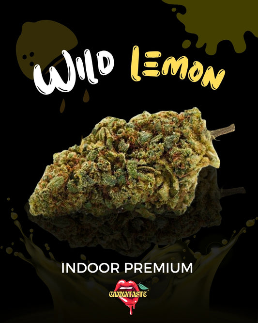 🎃WILD LEMON INDOOR🎃
