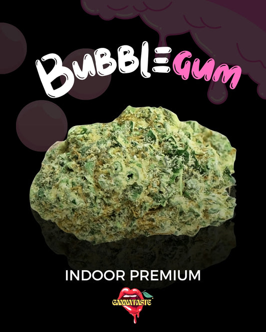 BUBBLEGUM INDOOR